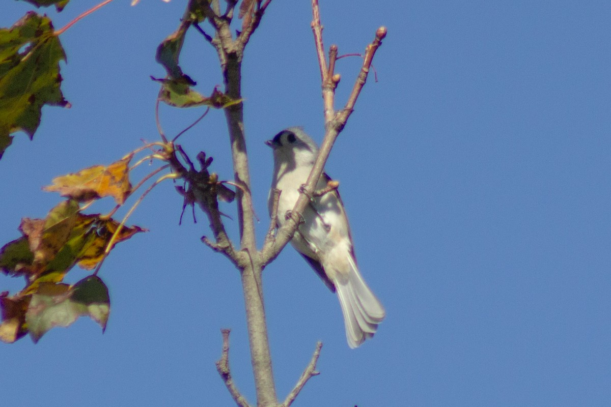 Tufted Titmouse - ML643629725