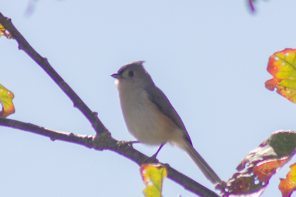 Tufted Titmouse - ML643629726