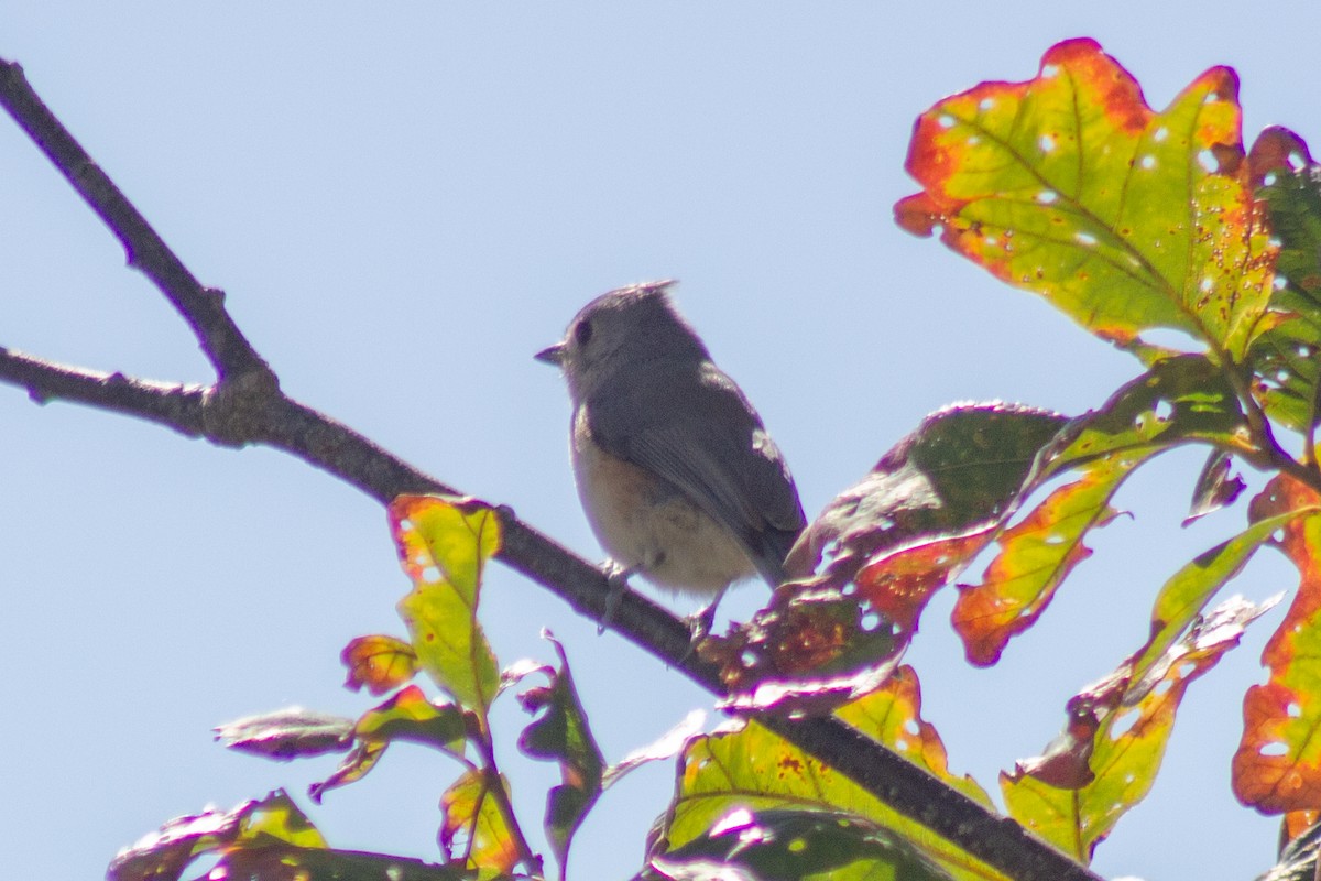 Tufted Titmouse - ML643629727