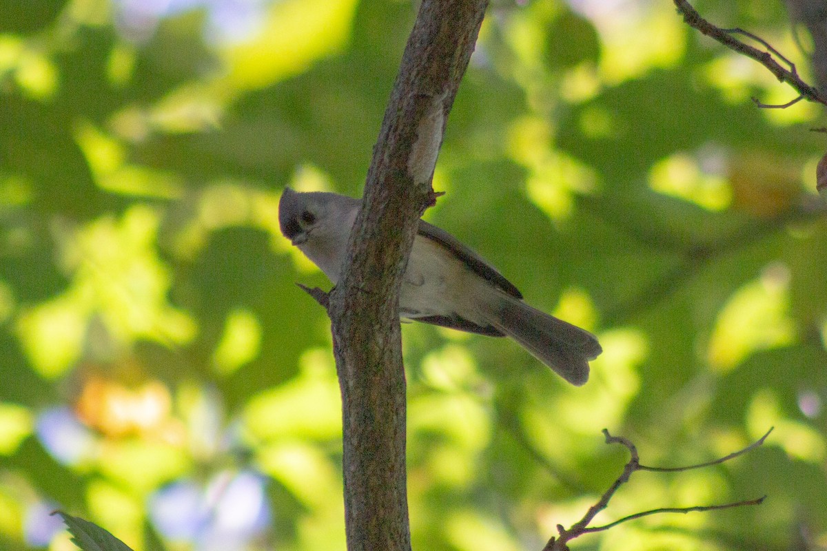 Tufted Titmouse - ML643629728