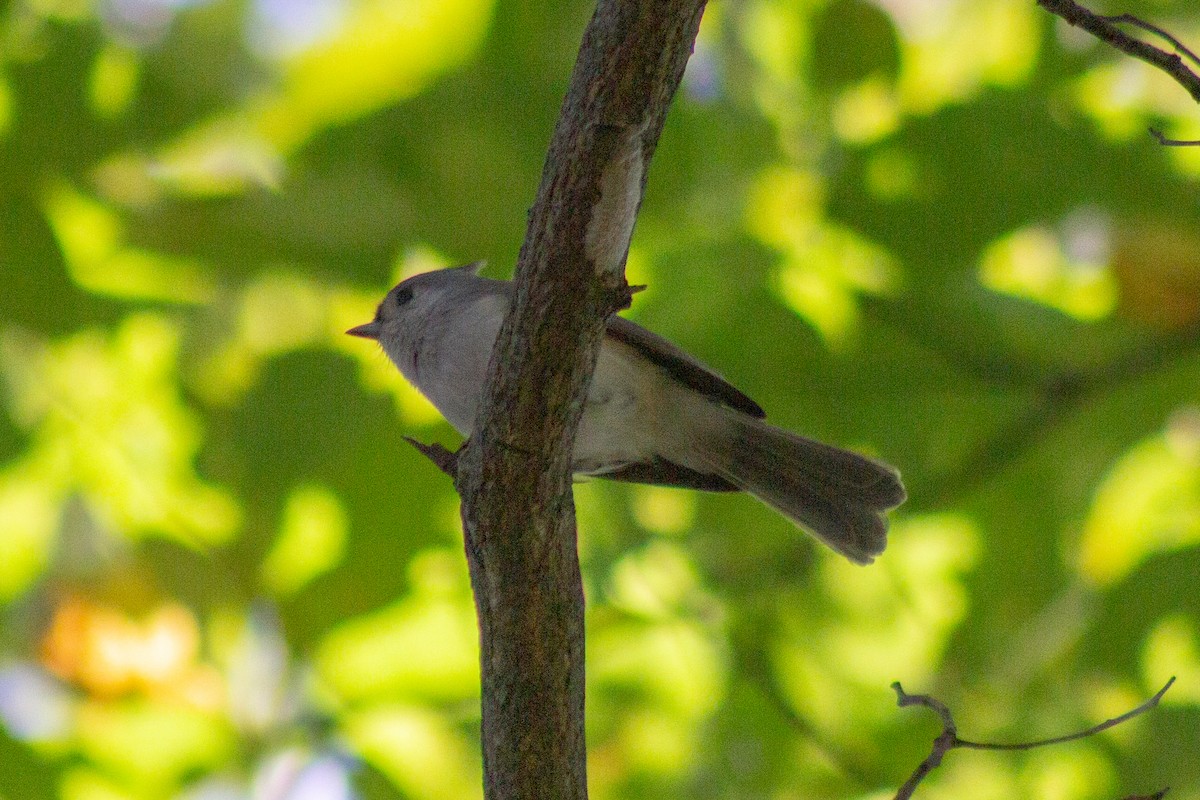 Tufted Titmouse - ML643629729