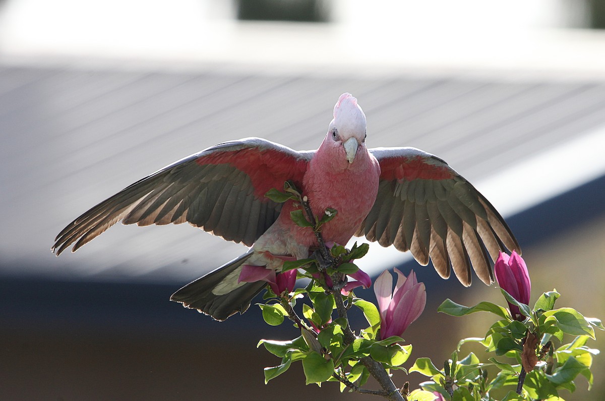 Galah - ML643629733