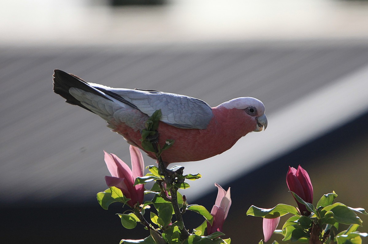 Galah - ML643629734