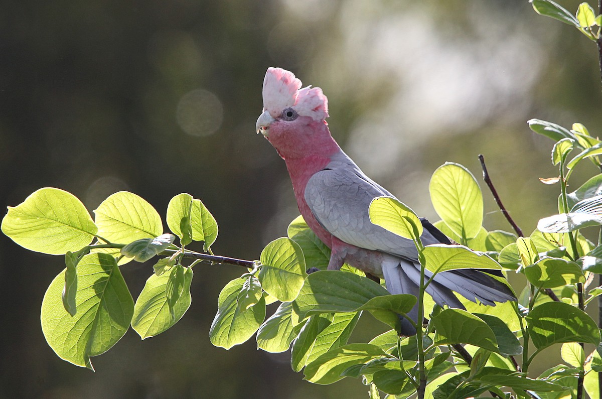 Galah - ML643629735