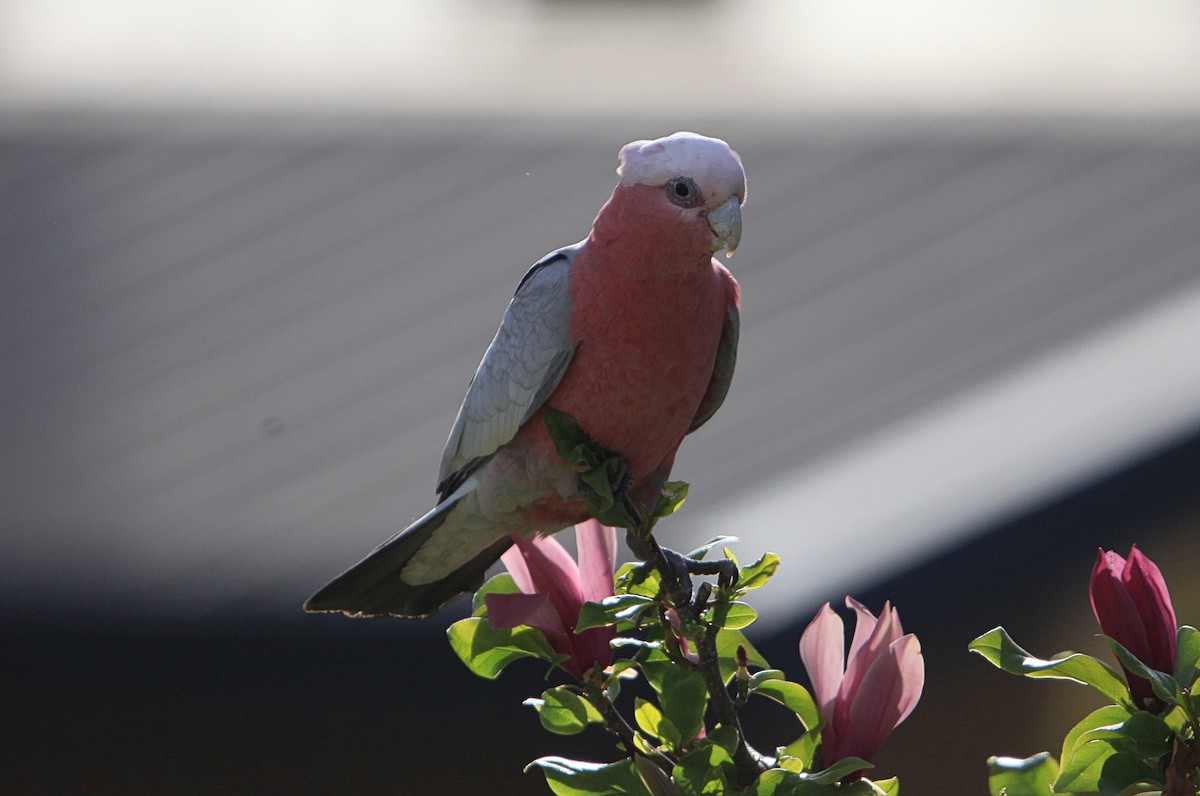 Galah - ML643629736