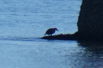 Steller's Eider - ML643629766