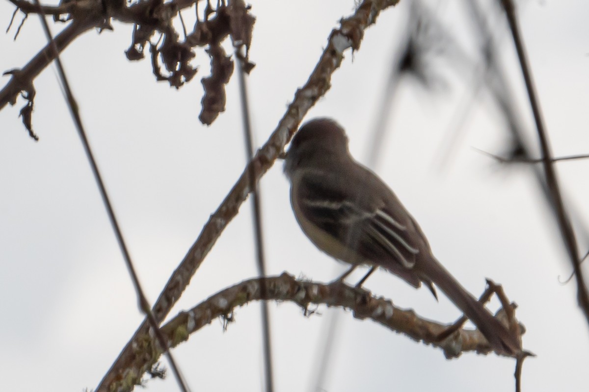 Pale-edged Flycatcher - ML643629793