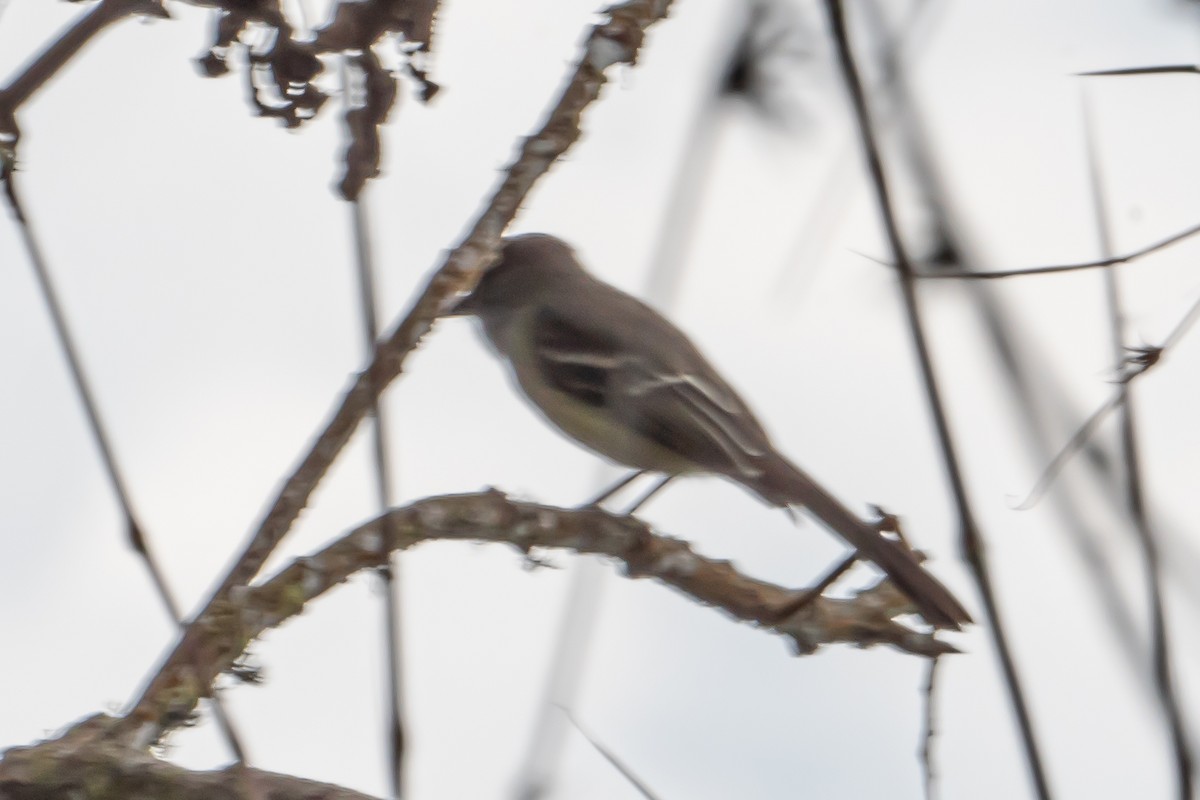 Pale-edged Flycatcher - ML643629795