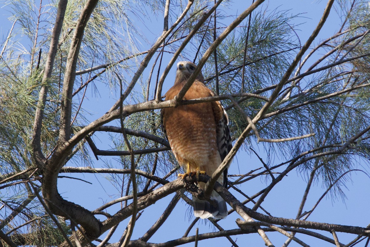 Red-shouldered Hawk (elegans) - ML643629799