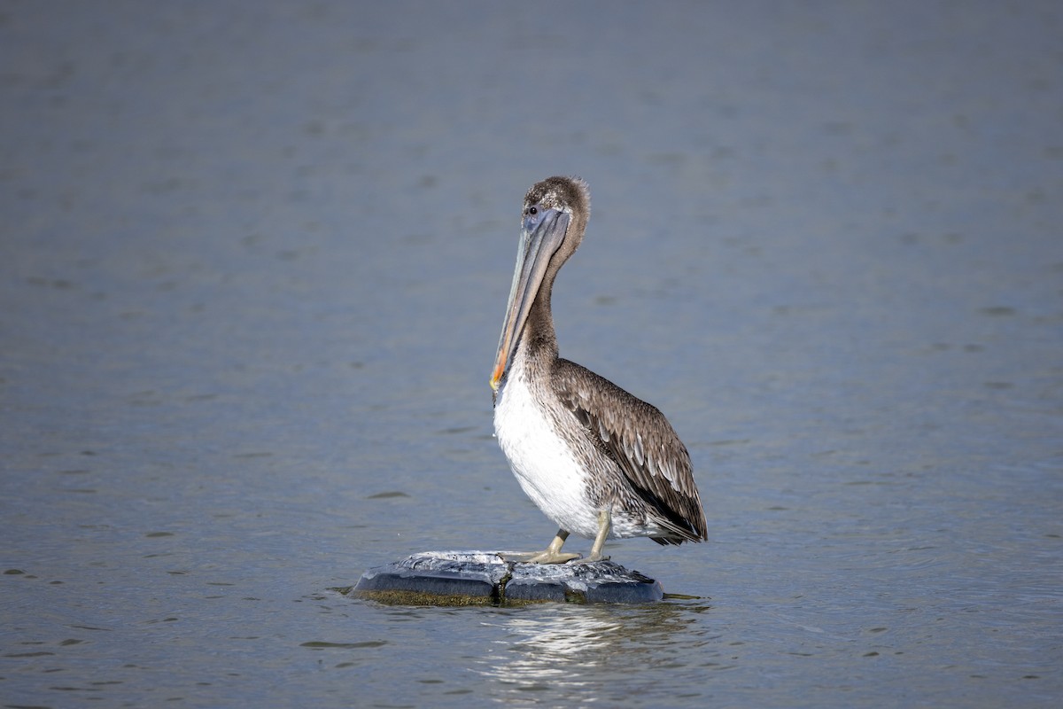 Brown Pelican - ML643629800