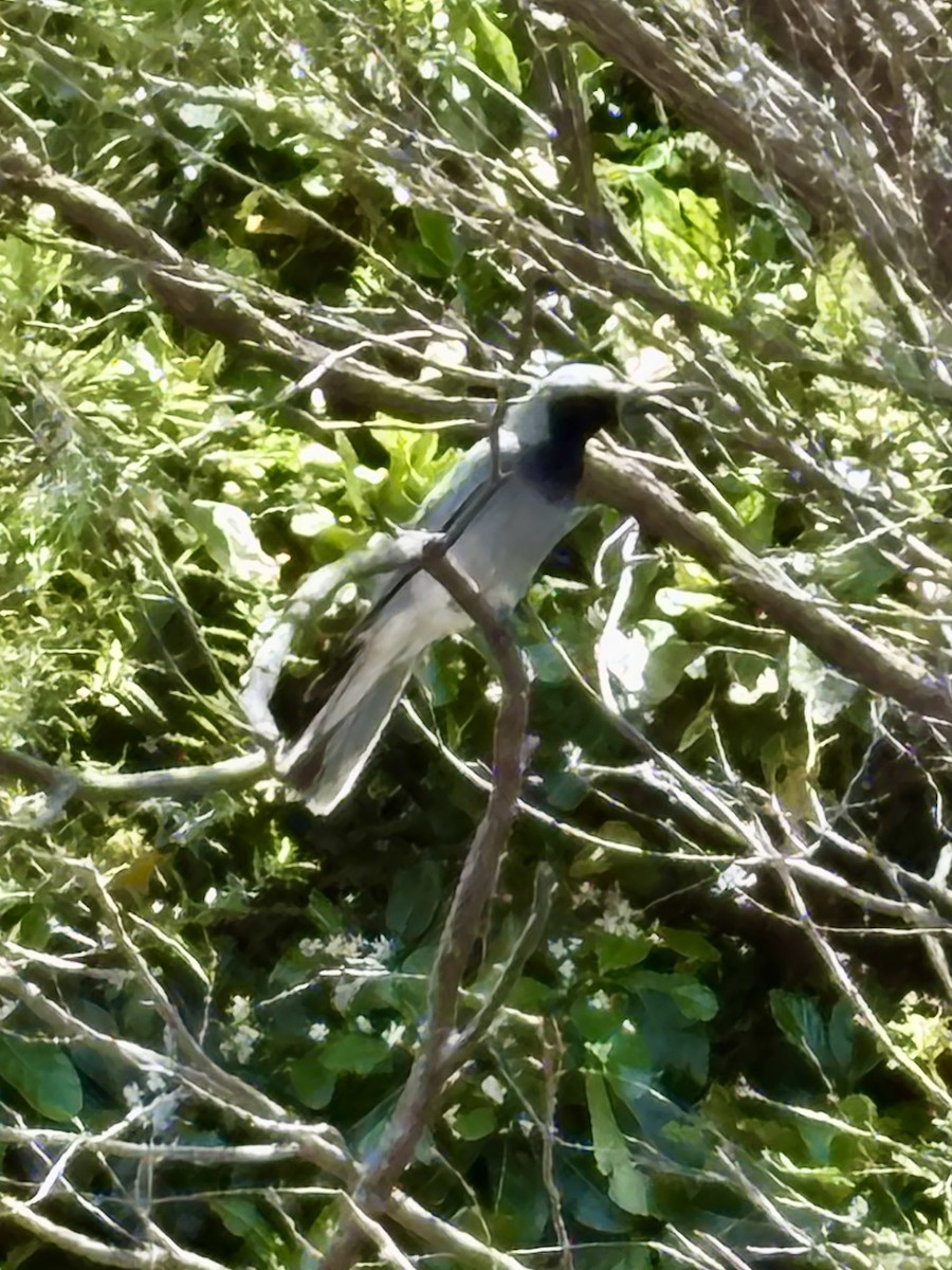 Black-faced Cuckooshrike - ML643629805
