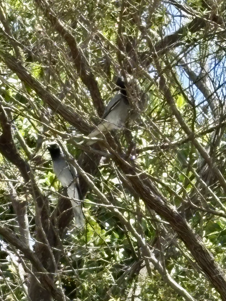 Black-faced Cuckooshrike - ML643629806