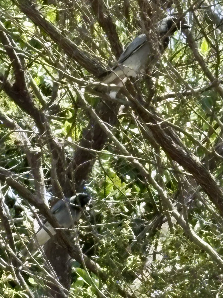 Black-faced Cuckooshrike - ML643629808