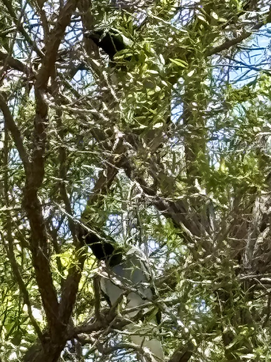 Black-faced Cuckooshrike - ML643629809