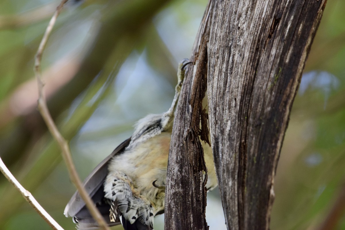 Red-bellied Woodpecker - ML643629814