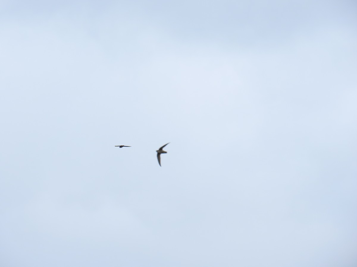 Chimney Swift - ML643629818