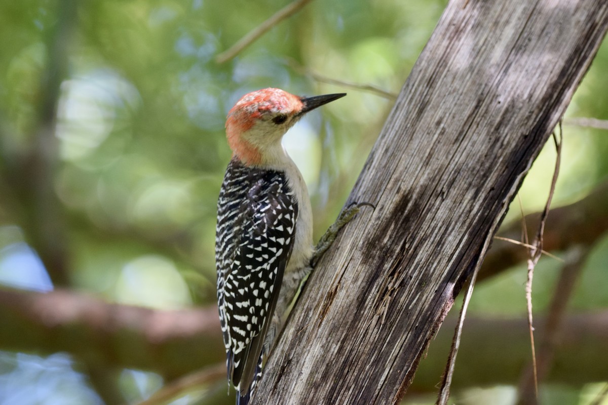 Red-bellied Woodpecker - ML643629821