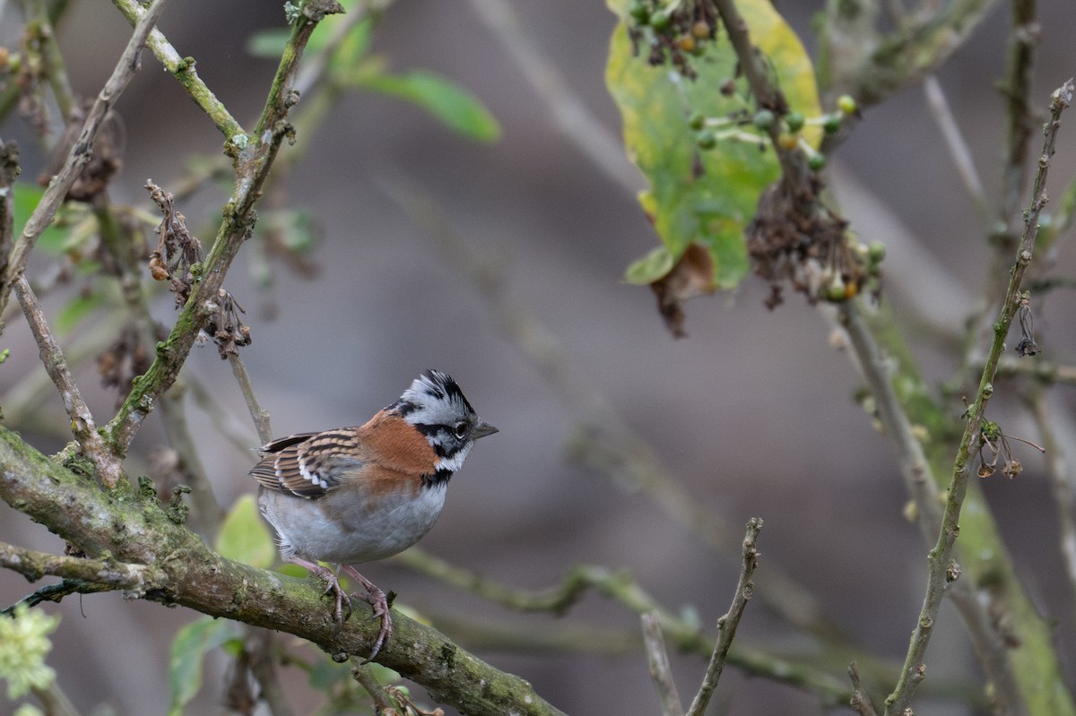 Rufous-collared Sparrow - ML643629833