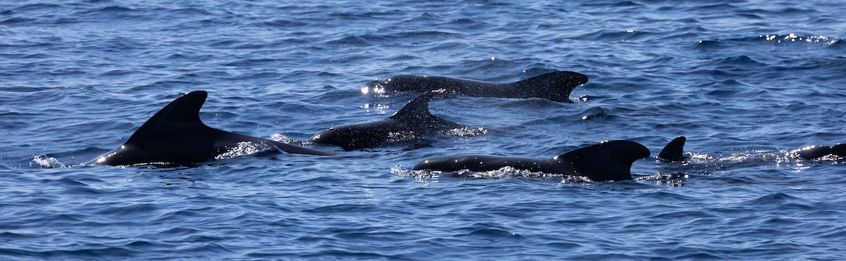 Pilot Whales - ML643629834