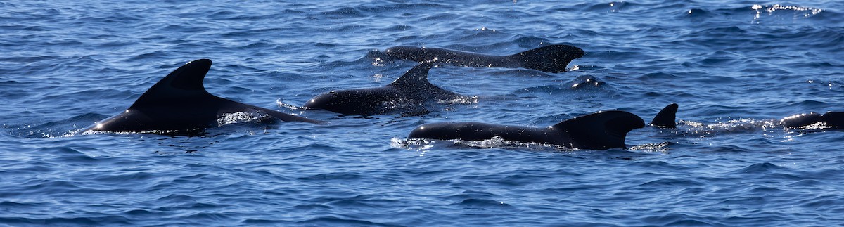 Pilot Whales - ML643629835