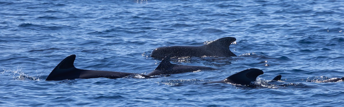 Pilot Whales - ML643629836