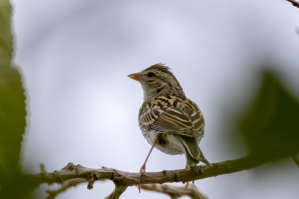 Chipping Sparrow - ML643629868