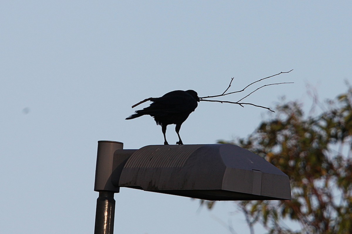 Australian Raven - ML643629894