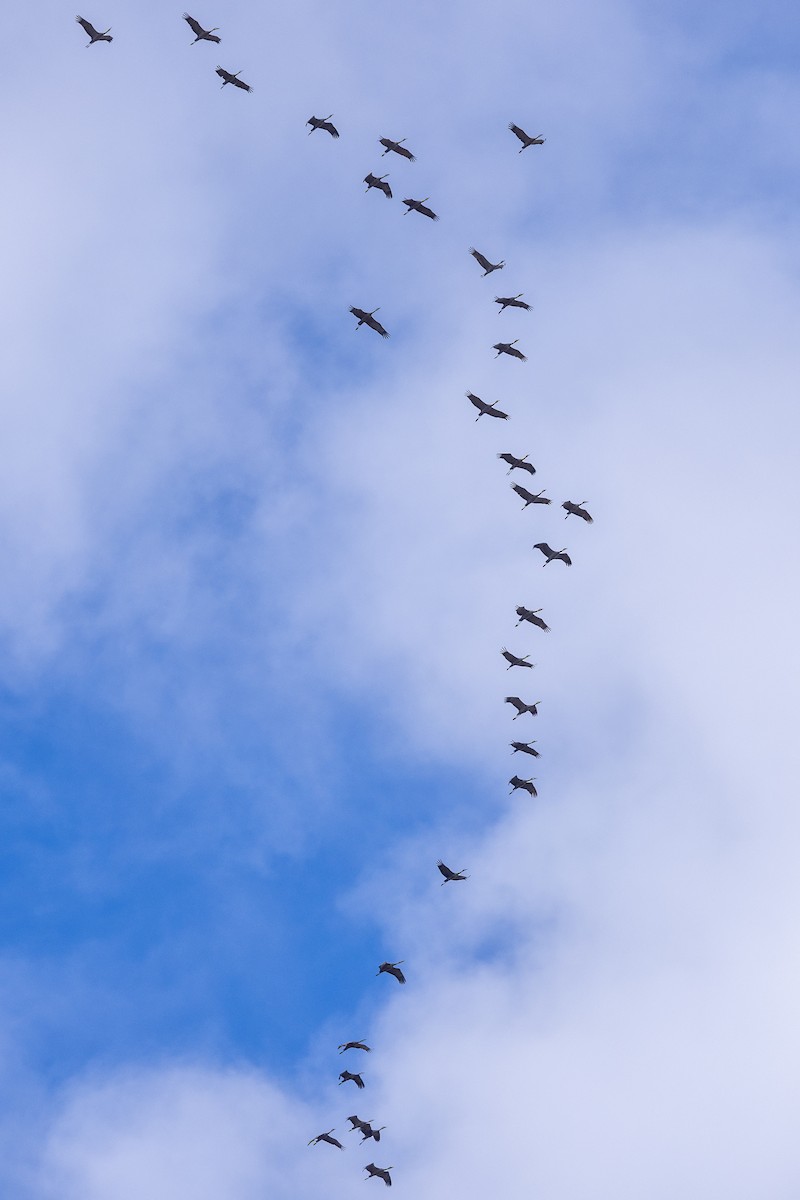 Sandhill Crane - ML643629902