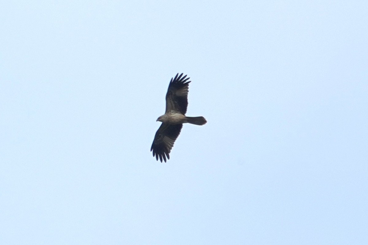 Square-tailed Kite - ML643629912