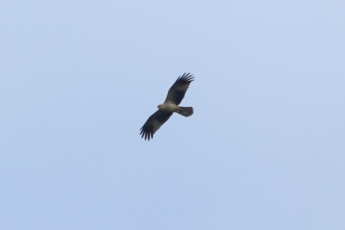 Square-tailed Kite - ML643629913