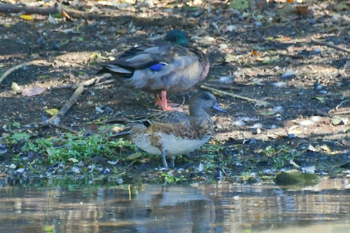 American Wigeon - ML643629915