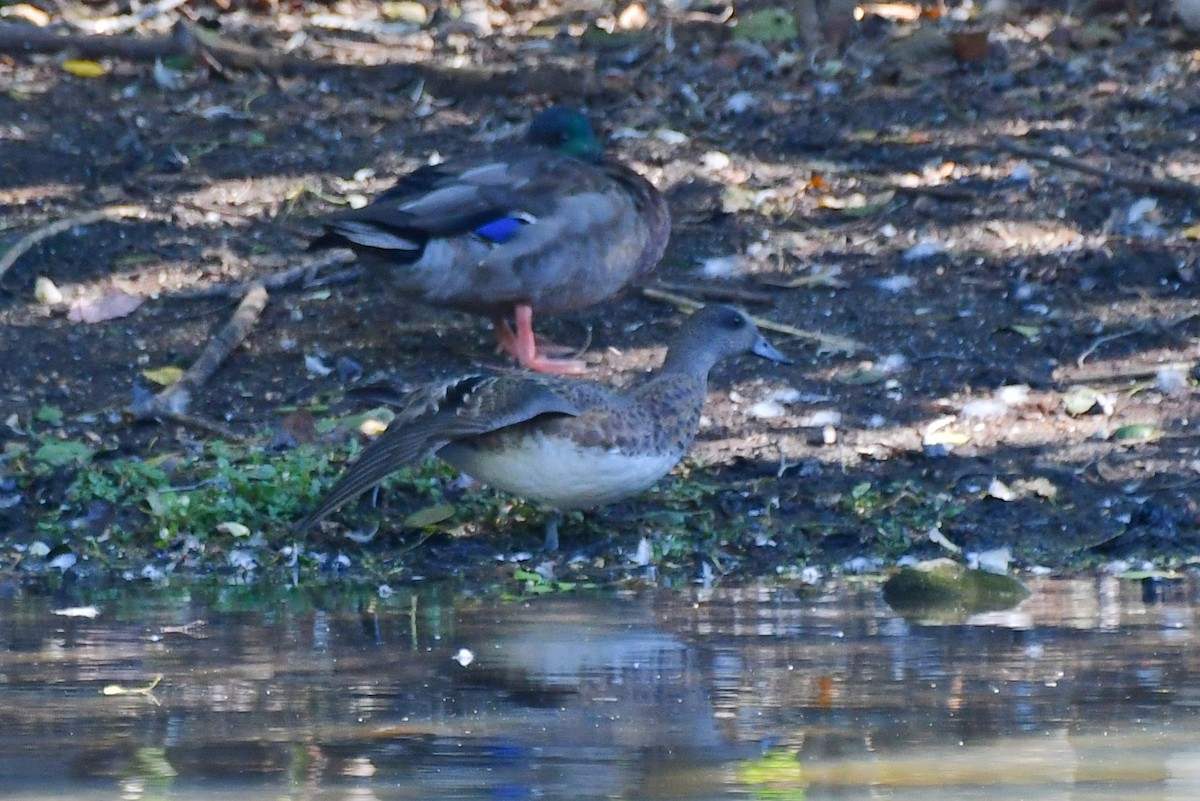 American Wigeon - ML643629916