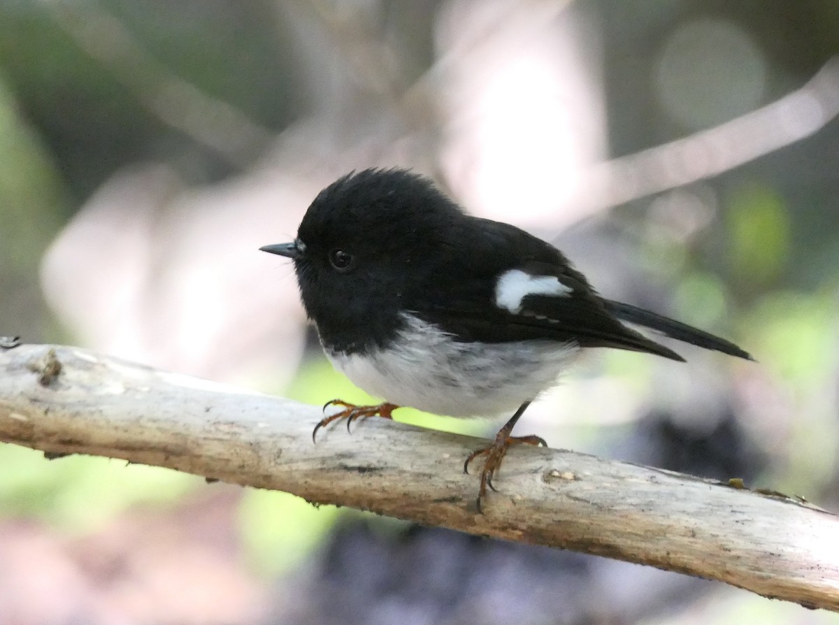 Tomtit - ML643629939
