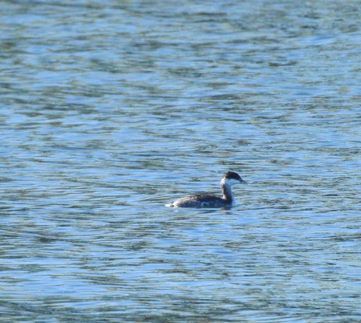 Horned Grebe - ML643629956