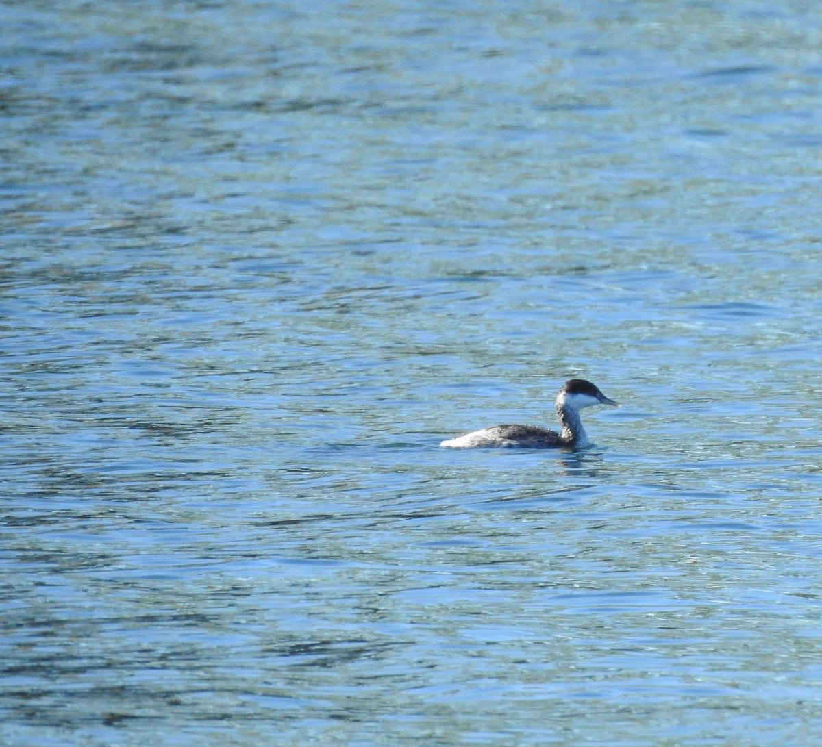 Horned Grebe - ML643629957
