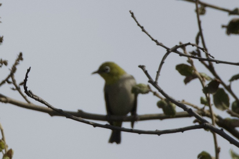 Swinhoe's White-eye - ML643629973