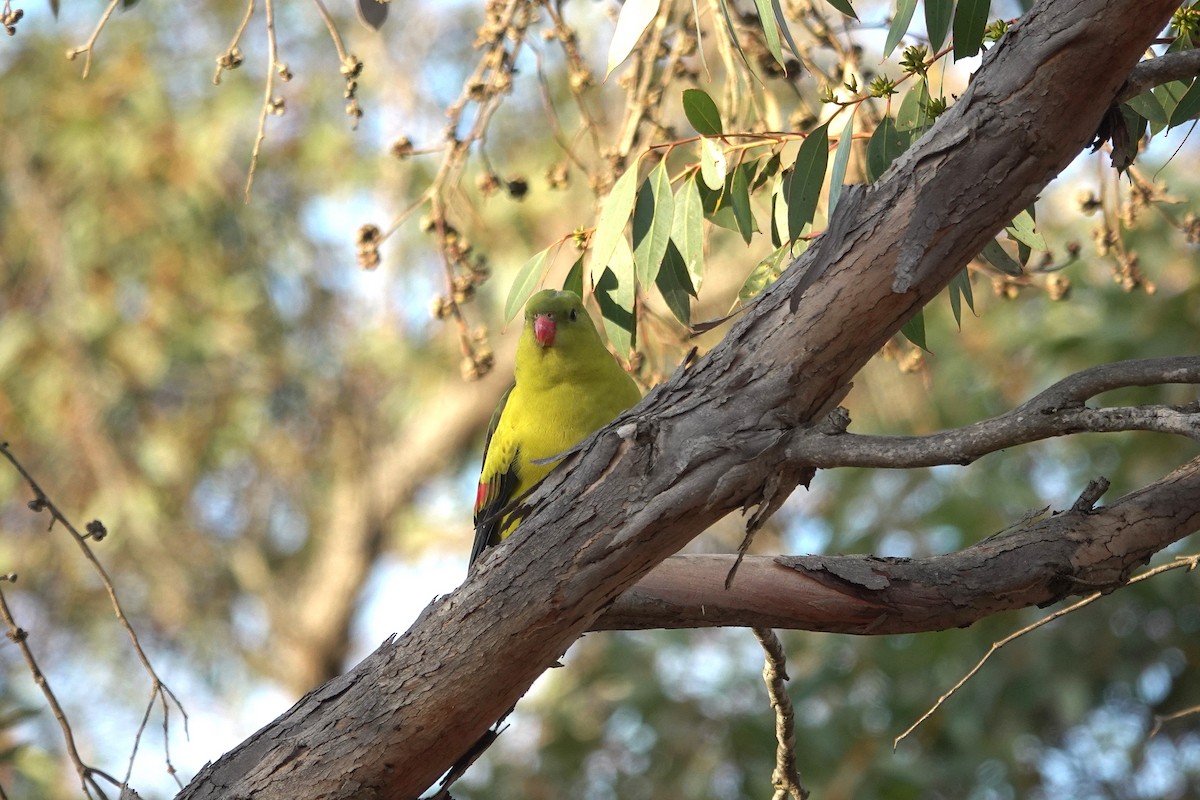 Regent Parrot - ML643629980