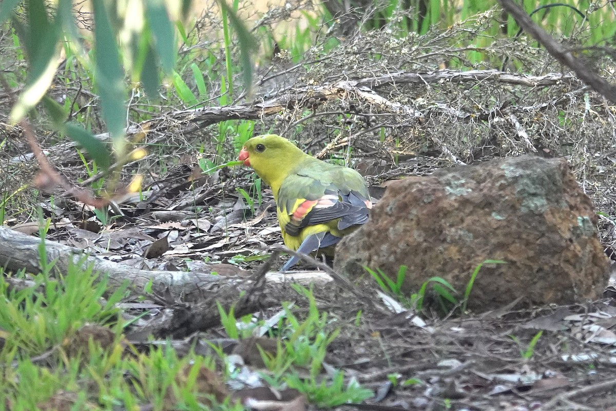 Regent Parrot - ML643629981