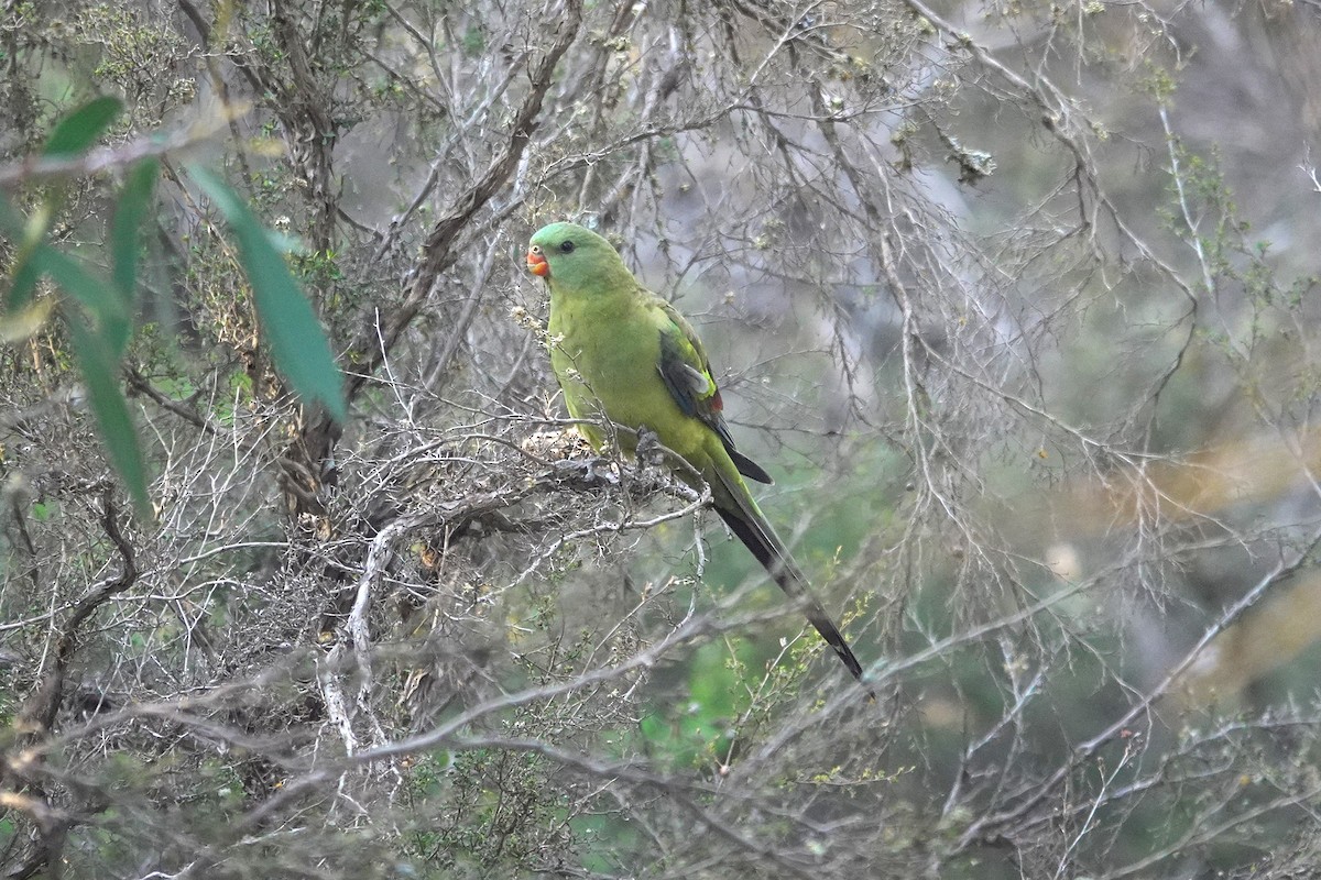 Regent Parrot - ML643629982