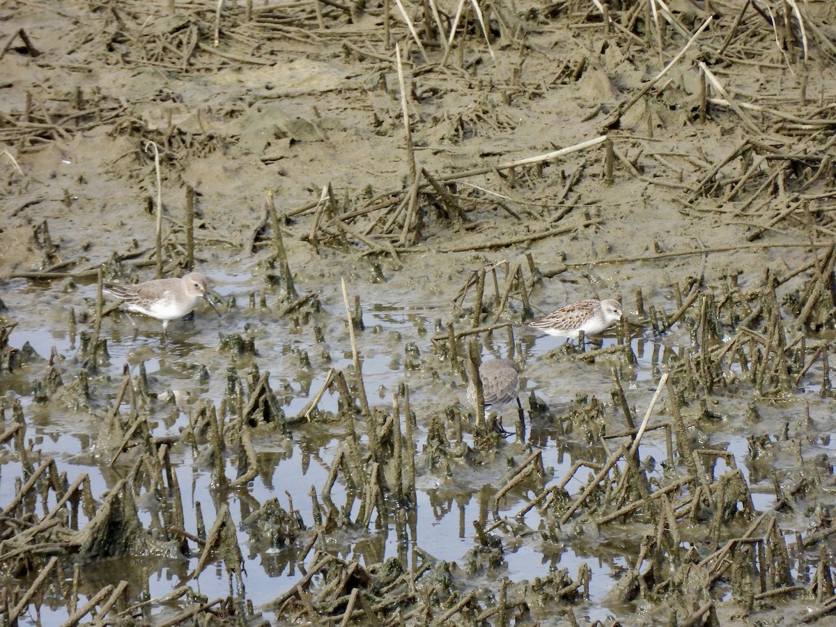 Dunlin - ML643629985