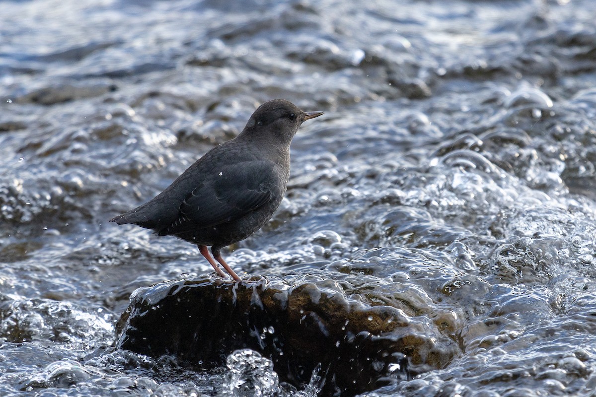 American Dipper - ML643629990