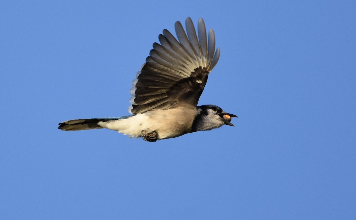 Blue Jay - ML643629991