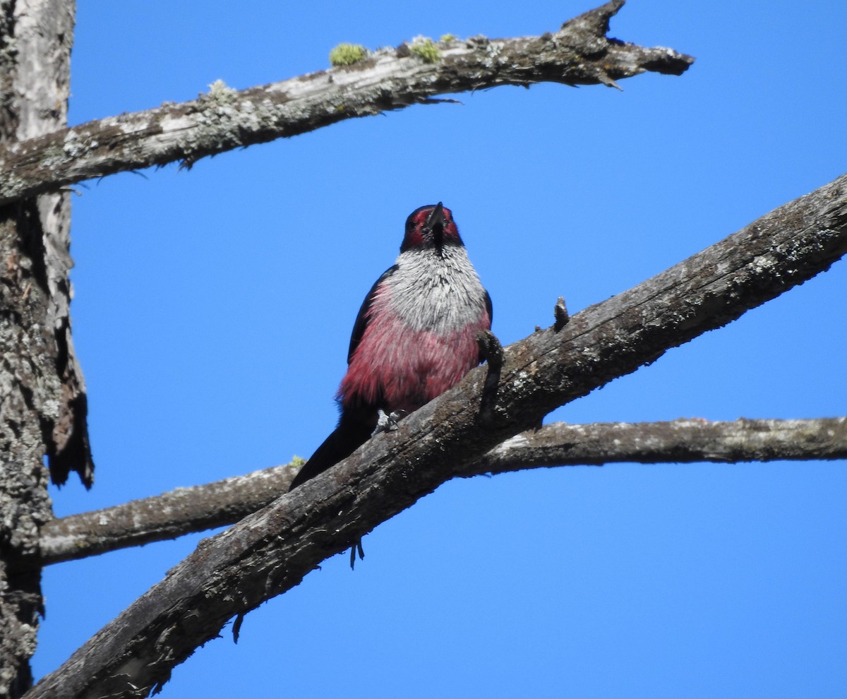 Lewis's Woodpecker - ML643629998
