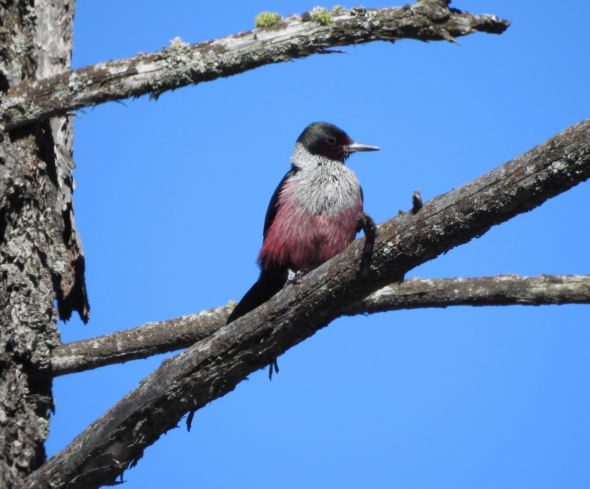 Lewis's Woodpecker - ML643629999