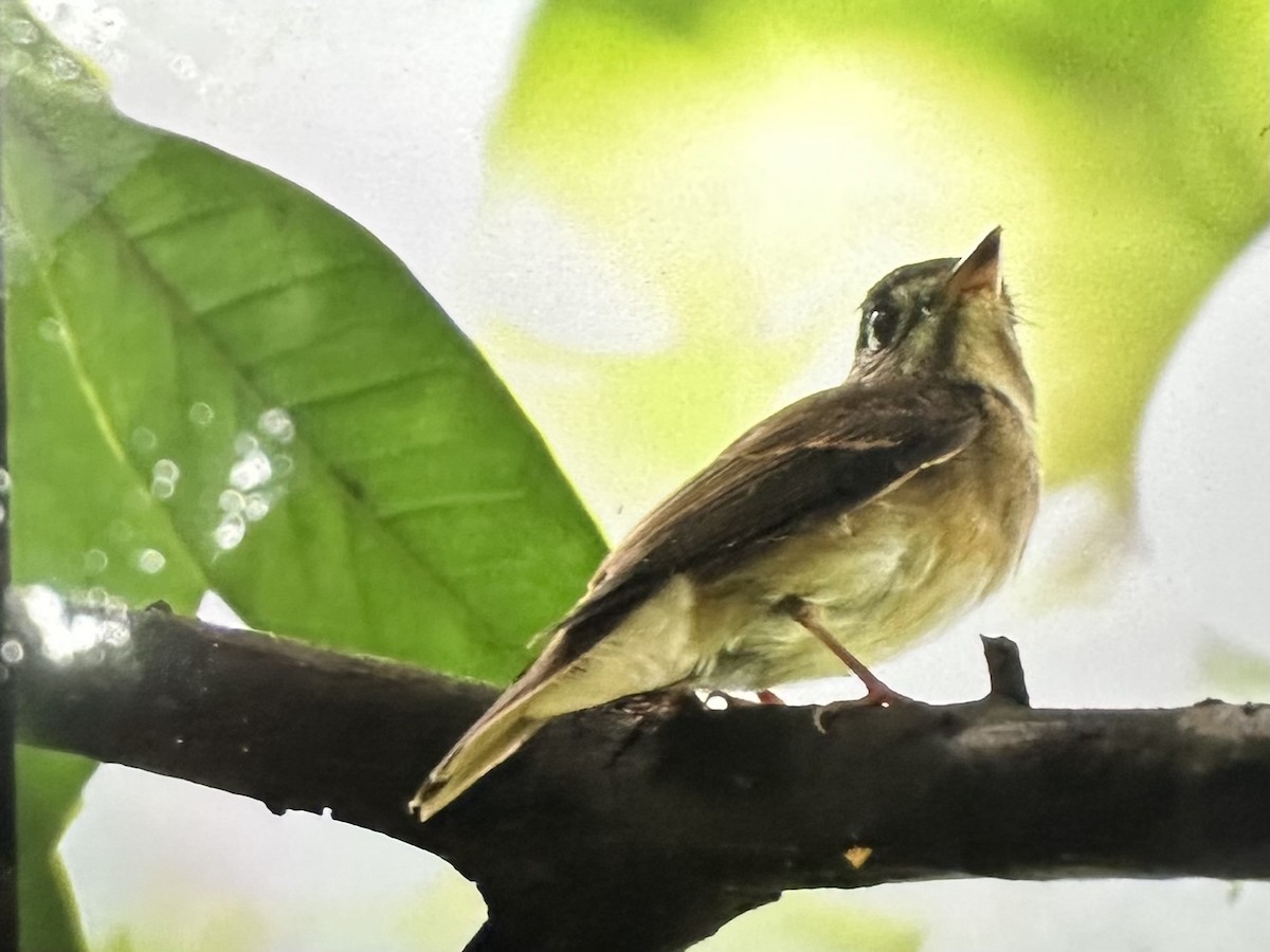 Brown-breasted Flycatcher - ML643630001