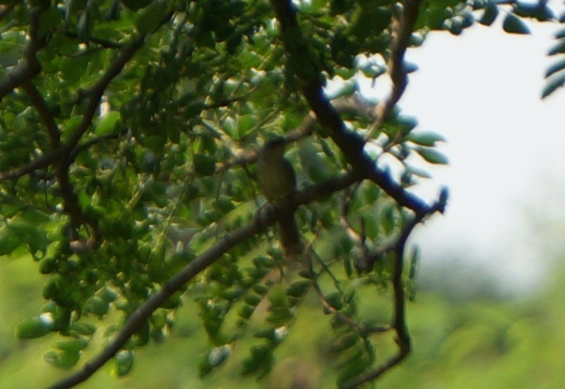 Brown Prinia - ML643630006