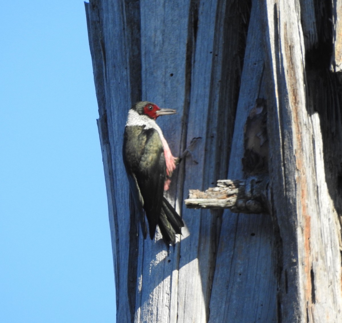Lewis's Woodpecker - ML643630027