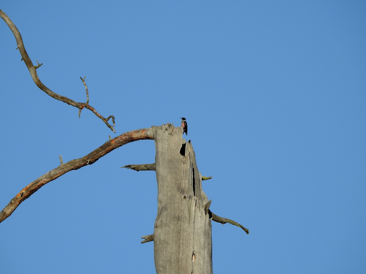 Lewis's Woodpecker - ML643630028