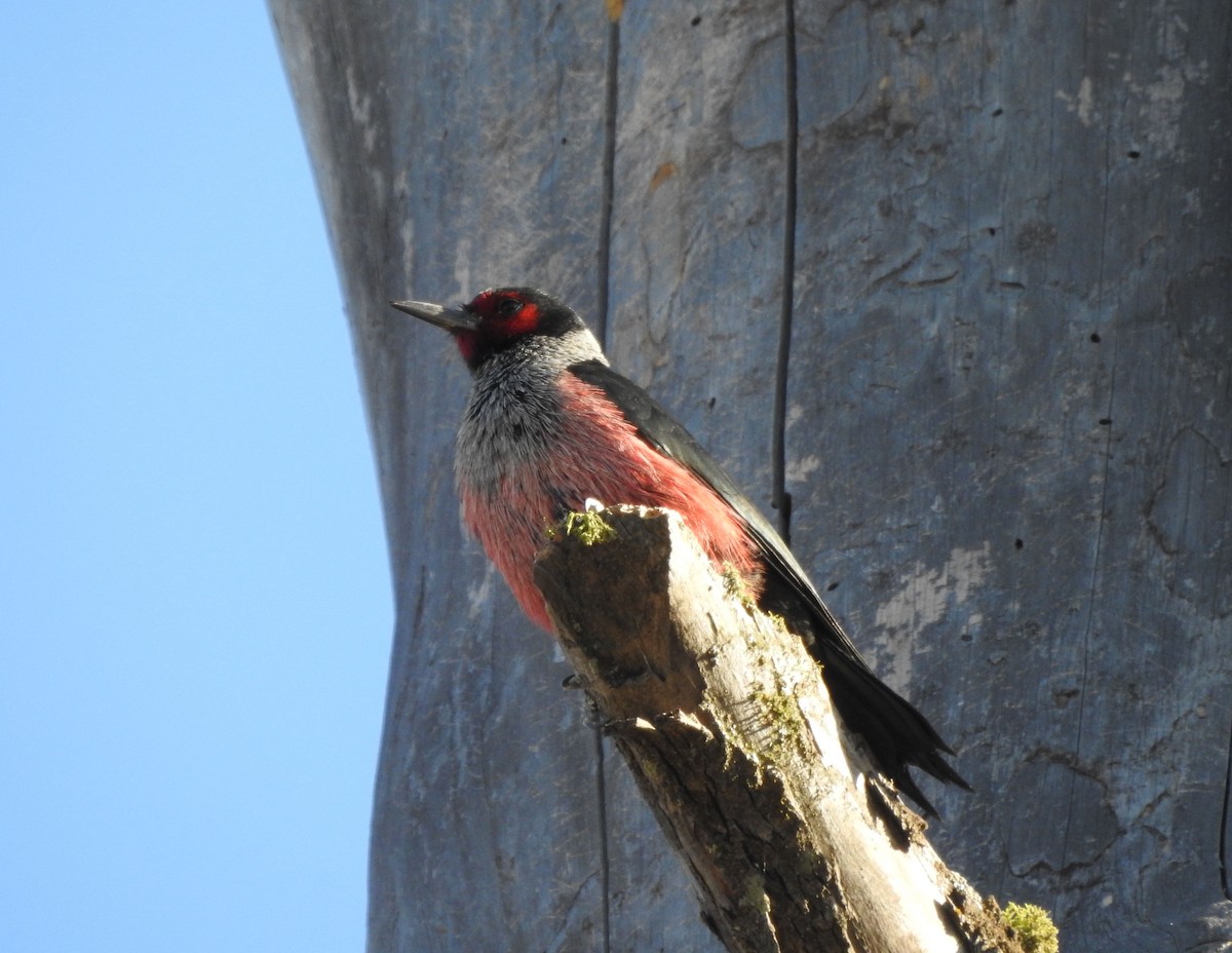 Lewis's Woodpecker - ML643630029