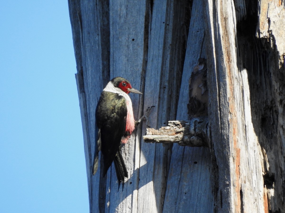Lewis's Woodpecker - ML643630030